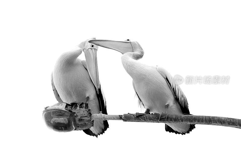 鹈鹕(Pelecanus conspicillatus)